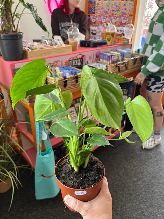 Monstera Plant