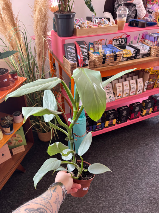 Philodendron grey plant