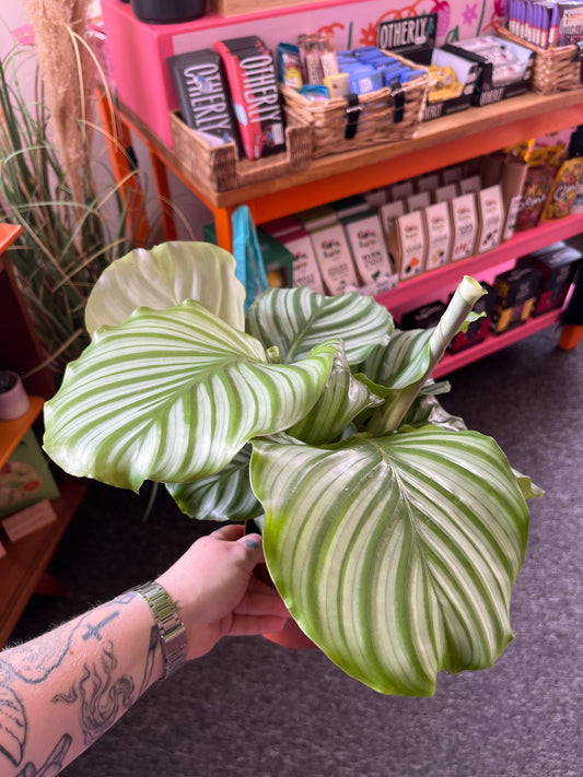 Prayer Plant