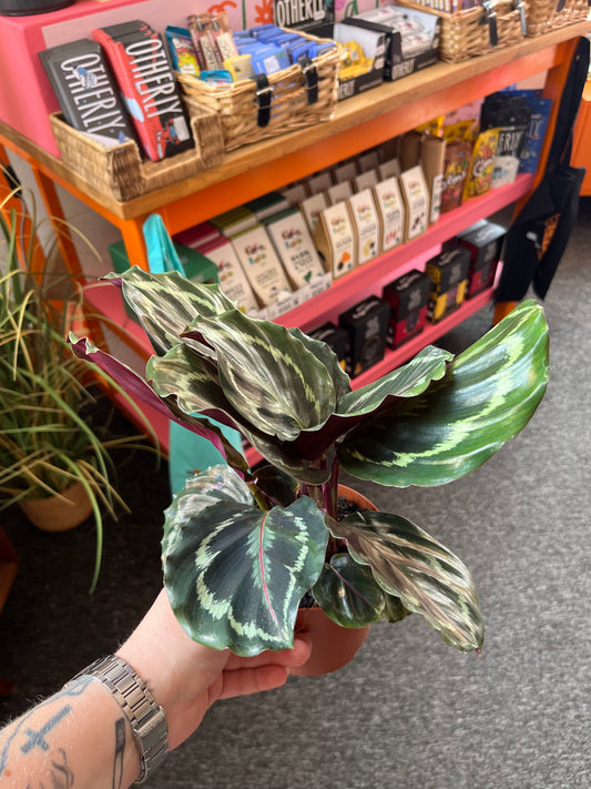 Calathea Plant