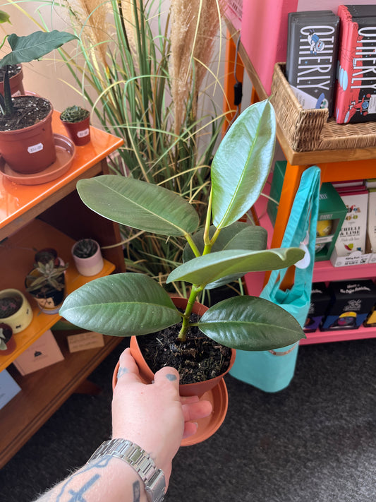 Rubber tree ( Ficus Robusta ) Plant